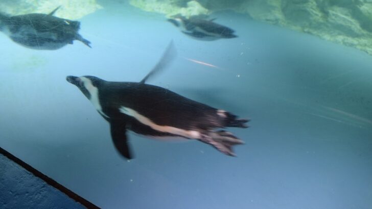 Mystic Aquarium’s annual Fun Run for Penguins goes virtual