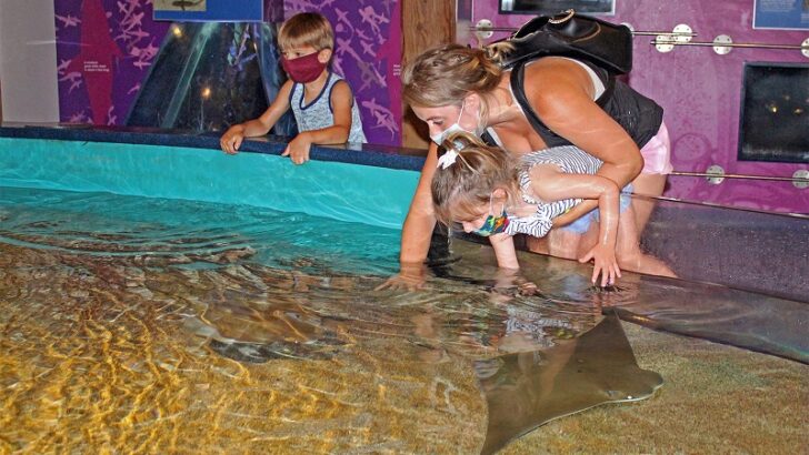 Maritime Aquarium’s “Gratitude Days” Nov. 23-25 makes free tickets available to broad list of essential workers