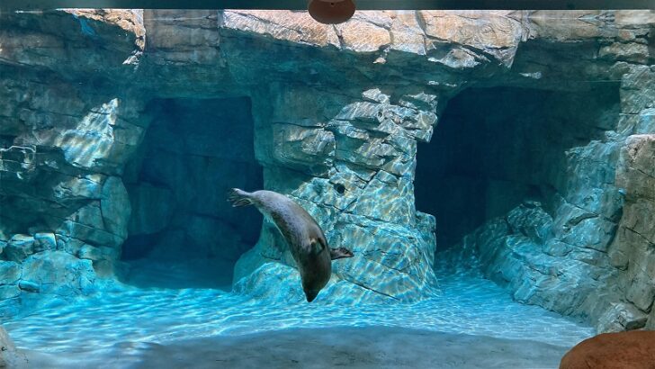 Maritime Aquarium opens new seal habitat; the largest display in its 33-year history