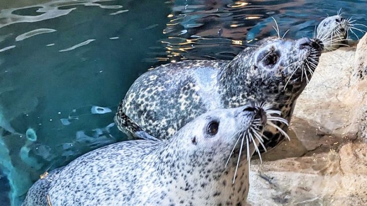 The Maritime Aquarium Welcomes New Harbor Seals